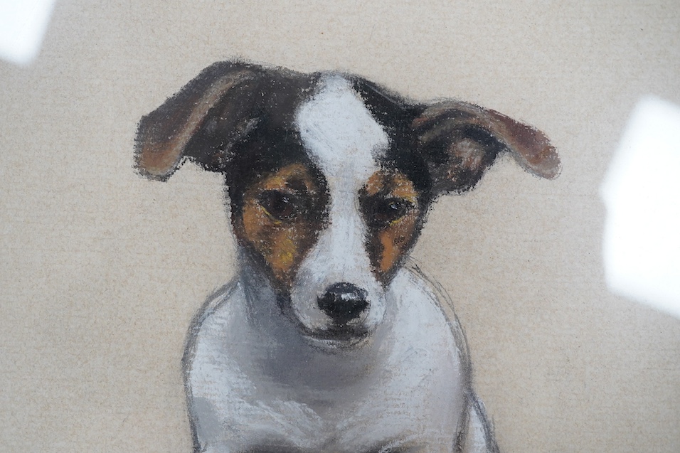 20th century pastel, Study of a seated terrier, bears initials AW, 26 x 23cm. Condition - good